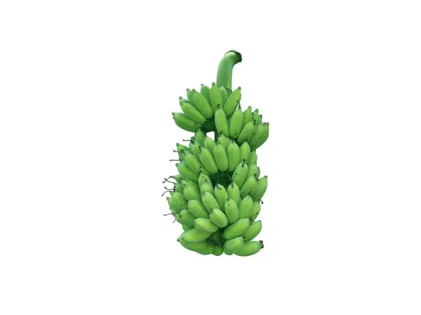 Green banana isolated on white background with clipping path