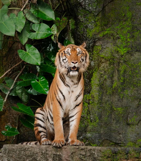 istock Tiger sitting watching a something on the rock 942934154