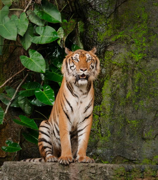 sentado de tigre assistindo uma coisa sobre a rocha - seated tiger - fotografias e filmes do acervo