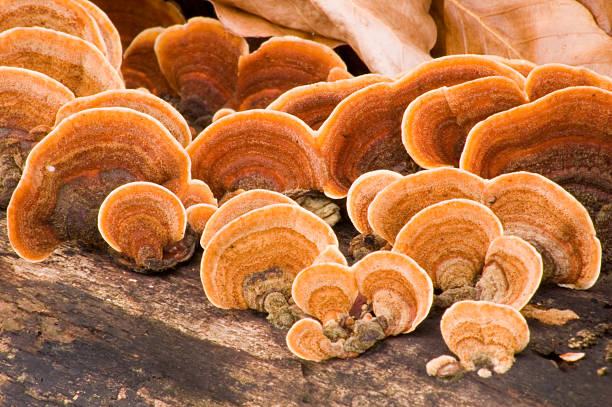 Tree with Grifola frondosa Hen of the woods growing on it A Woody Shelf Fungi from the polypores family (polyporaceae). ganoderma lucidum stock pictures, royalty-free photos & images