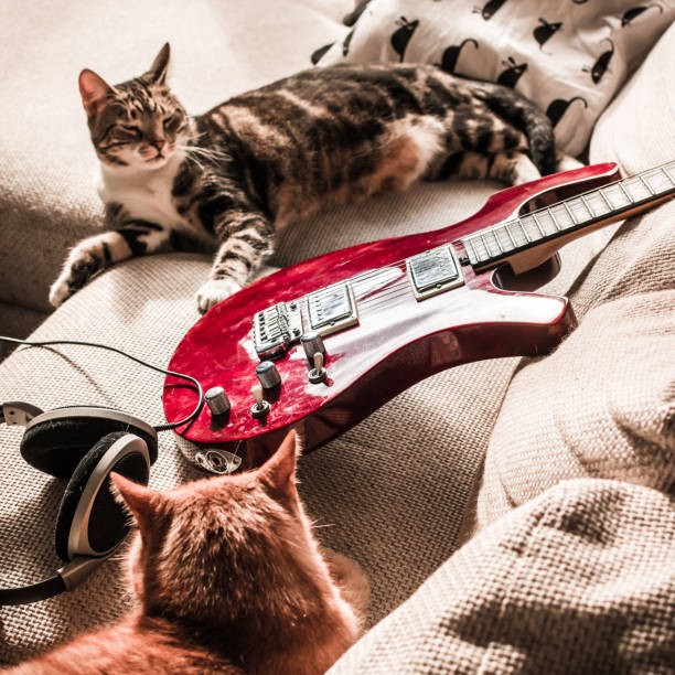 istock Two furry couch potatoes resting on a sofa 942935128