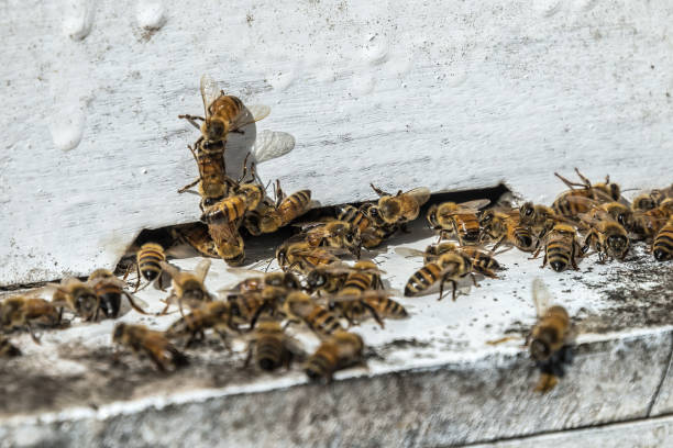 istock bees flying back in hive after a harvest period, Thailand. 942938366