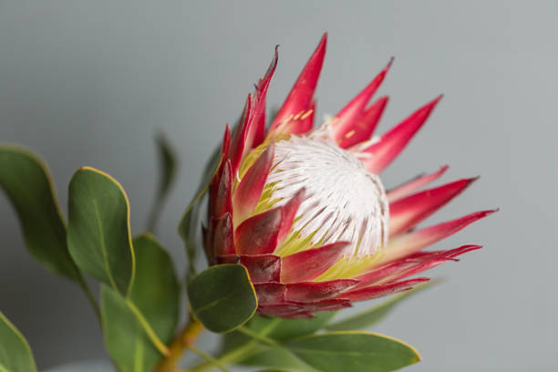 One large flower King Protea. Grows in South Africa. Gray background. One large flower King Protea. Grows in South Africa. Gray background fynbos photos stock pictures, royalty-free photos & images
