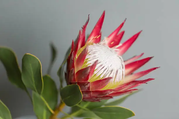 One large flower King Protea. Grows in South Africa. Gray background