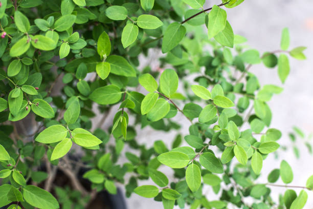 istock green leaves on the green backgrounds 942941218