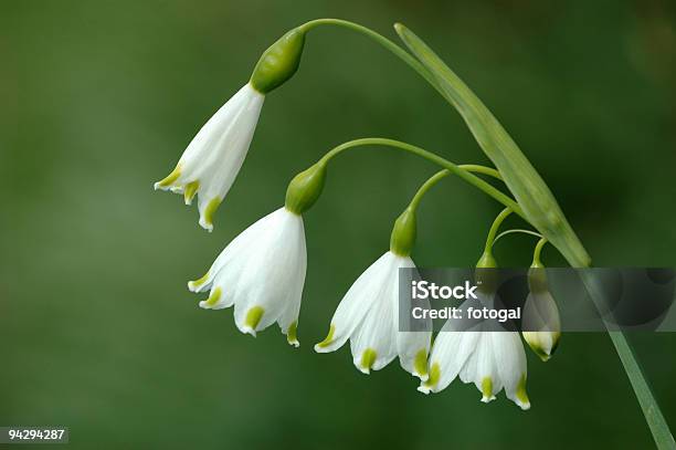 Frühling Flower Stockfoto und mehr Bilder von Galanthus - Galanthus, Trockenlandschaft, Bildhintergrund