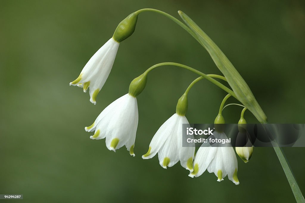 Flor de primavera - Foto de stock de Clima árido royalty-free