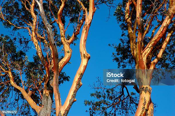 Foto de Adorável Arbutus e mais fotos de stock de Árvore - Árvore, Azul, Baús