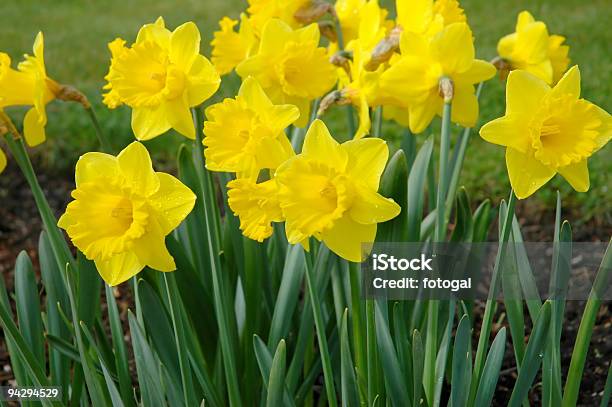 Golden Daffodils - Fotografie stock e altre immagini di Narciso - Liliacee - Narciso - Liliacee, Persone, Piantare