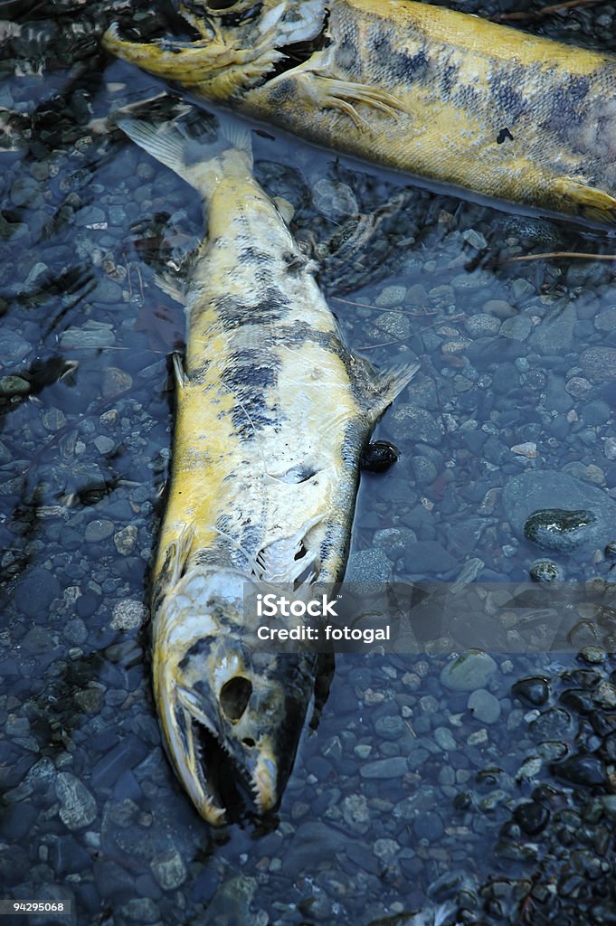 Desove salmón - Foto de stock de Agua libre de derechos