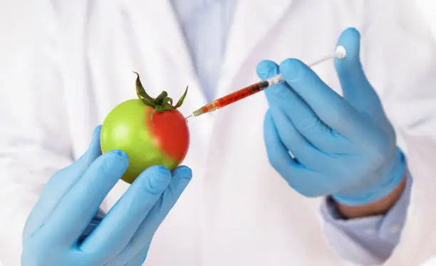 Food genetic modification concept. Close up of sciencist injecting syringe into tomato