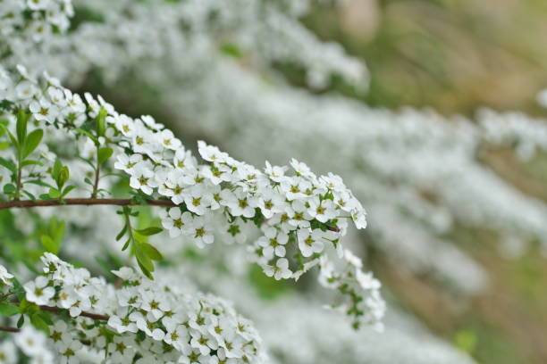 istock Flower of the sasanqua 942951688