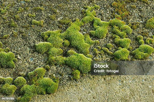 Moss Stock Photo - Download Image Now - Bunch, Color Image, Green Color