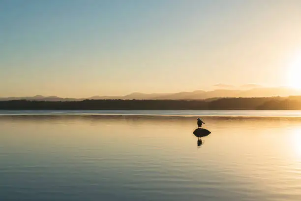 A lonely pelican perches itself on a rock in the Tuross Lake in the golden hour of sunset.