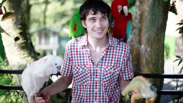 Happy man holds blue-gold Macaw parrot white parrot macaw and iguana in Koh Samui park. 1920x1080