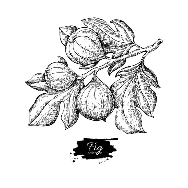 ilustraciones, imágenes clip art, dibujos animados e iconos de stock de dibujo vectorial del rama del higo. mano dibujada fruto aislado. foo de verano - fig
