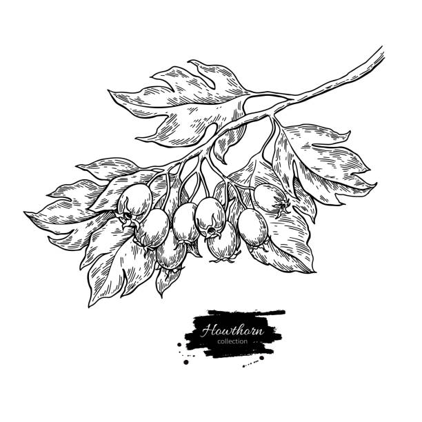 illustrations, cliparts, dessins animés et icônes de branche d’aubépine de dessin. croquis de plante vector avec baies - aubepine