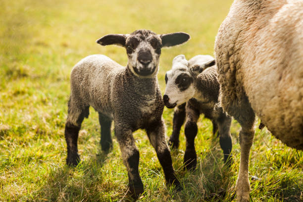 istock Close up of newborn spring lamb 942975972