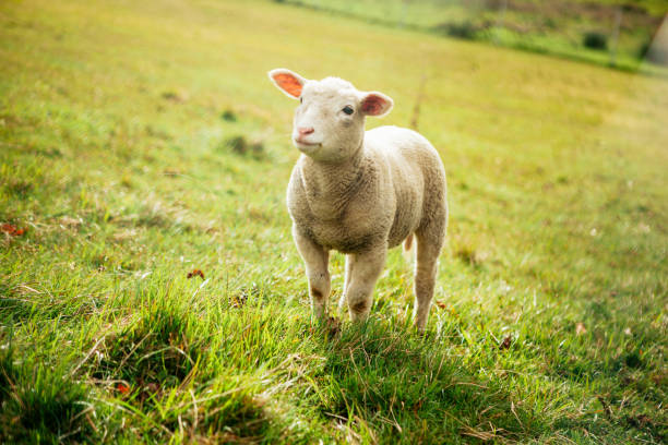 istock Close up of newborn spring lamb 942976070