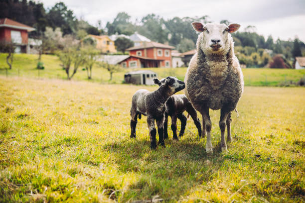 schaf familie - lamb rural scene sheep field stock-fotos und bilder