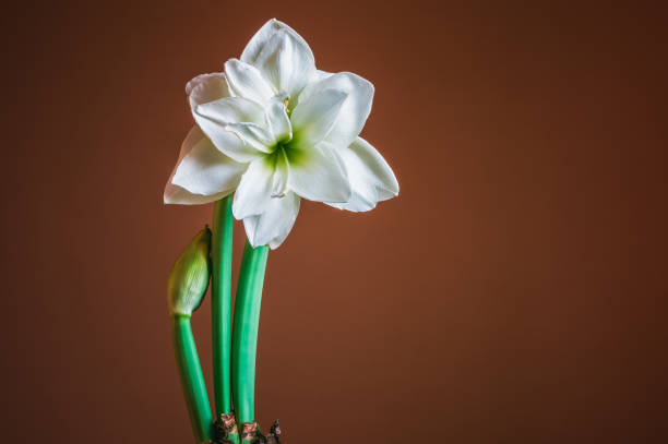 Lily flowers on a white background isolated, flat lay, copy space.