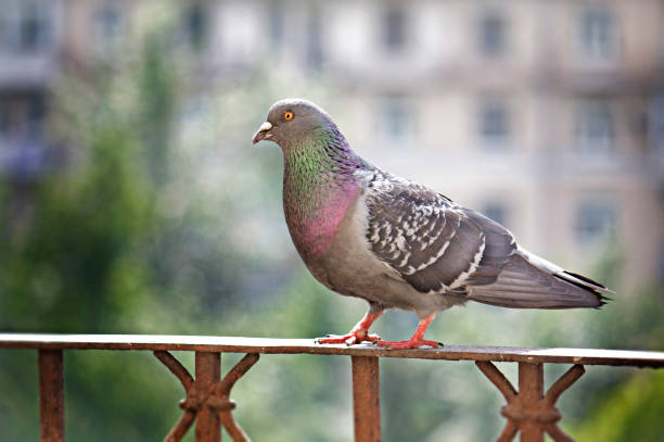 istock Gray pigeon sitting on handrail 942979936