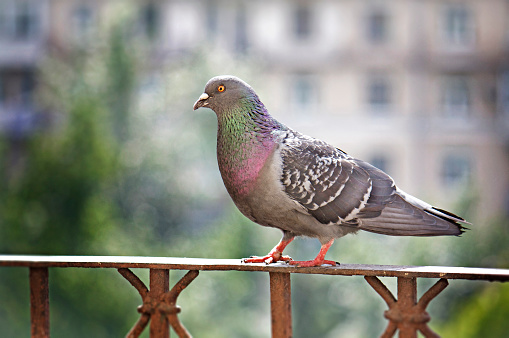 Gray colored pigeon sitting on handrail on blurred background in spring day in Moscow, Russia.
