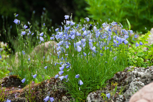 istock Campanula persicifolia blue bells at wild 942979980