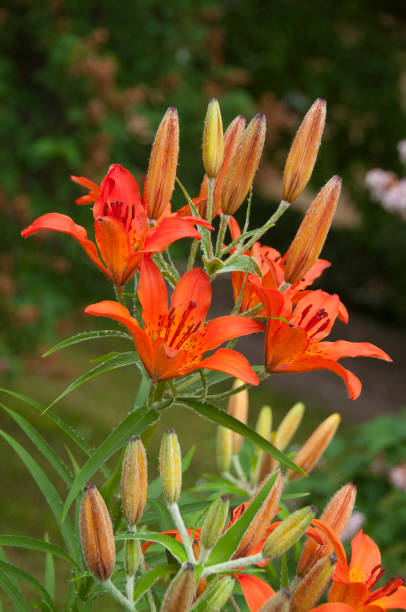 istock Lilium pensylvanicum, Siberian lily blossoms 942980190