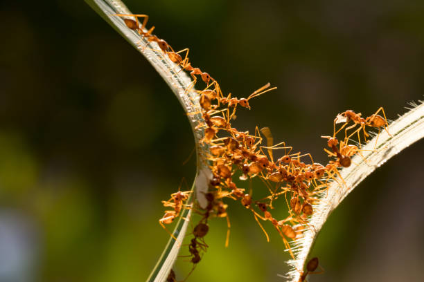 istock Ant action standing.Ant bridge unity team,Concept team work together 942984922