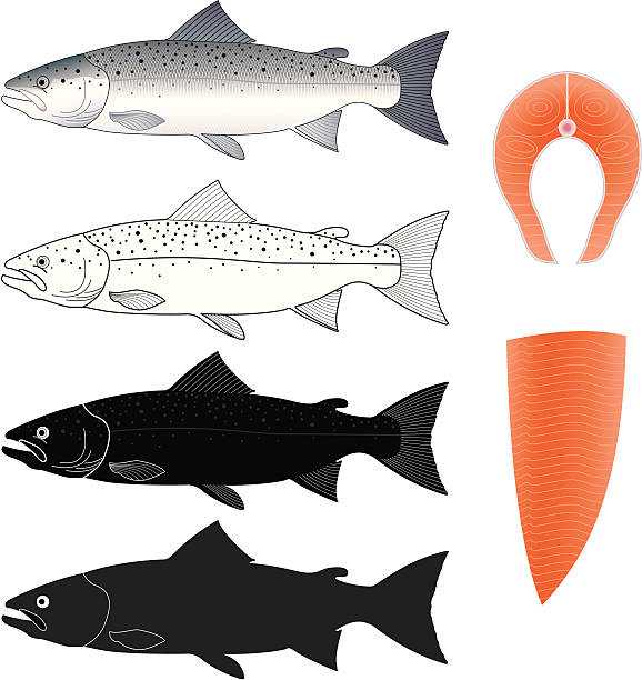 Salmon vector art illustration