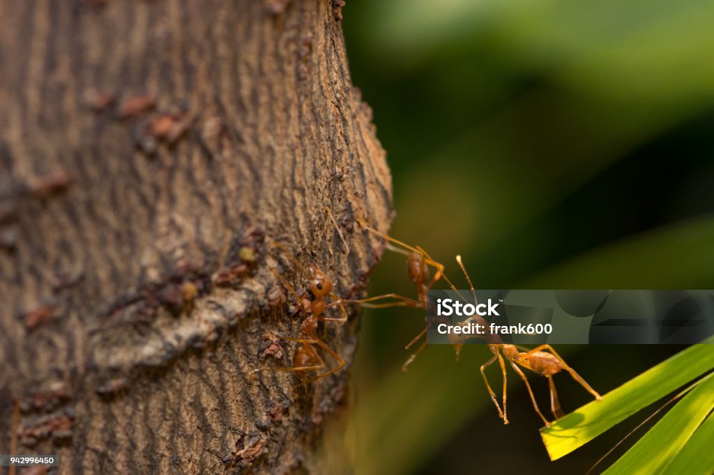 Ameise Aktion Stehen Ameise Brücke Einheit Team Konzeptteams Arbeiten