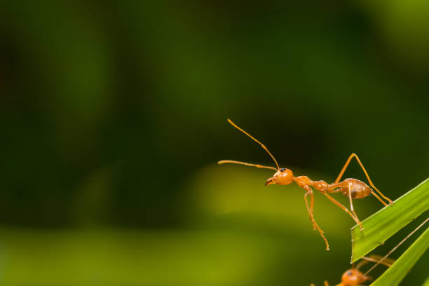 istock Ant action standing.Ant bridge unity team,Concept team work together 942996666