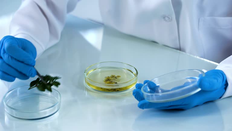 Scientist putting green herb in chemical liquid, organic soap, beauty industry