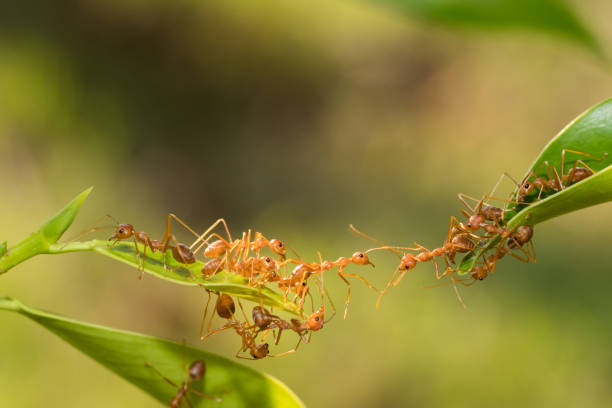 istock Ant action standing.Ant bridge unity team,Concept team work together 943000230