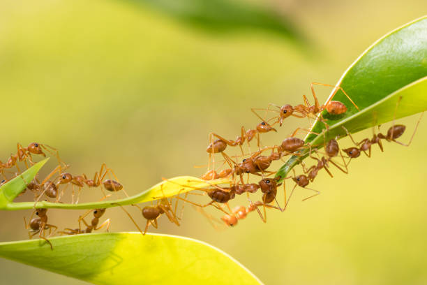 istock Ant action standing.Ant bridge unity team,Concept team work together 943000396