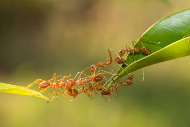 istock Ant action standing.Ant bridge unity team,Concept team work together 943000600