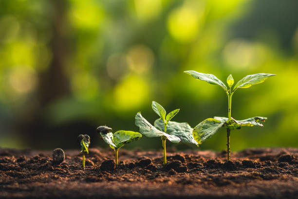 istock Plant Coffee seedlings in nature 943000650