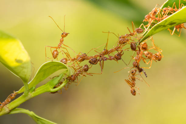 istock Ant action standing.Ant bridge unity team,Concept team work together 943000766