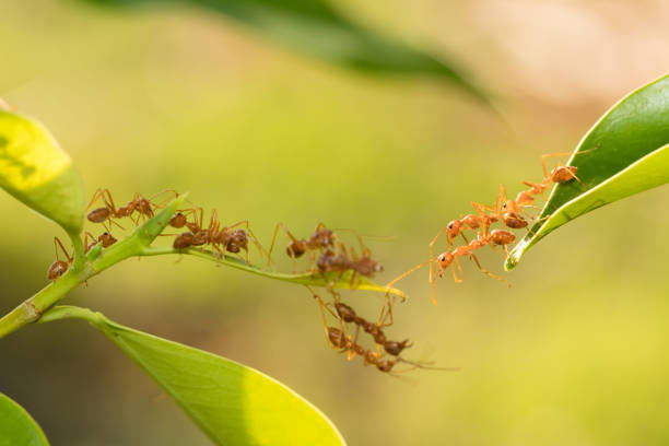 istock Ant action standing.Ant bridge unity team,Concept team work together 943000860
