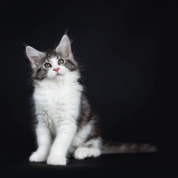 istock Handsome black tabby with white Maine Coon / cat kitten sitting straight looking up isolated on black background 943000978