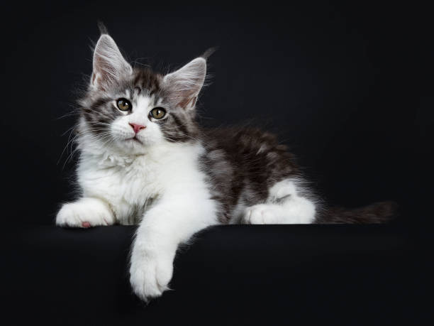 istock Handsome black tabby with white Maine Coon / cat kitten laying side ways isolated on black background with one paw hanging over edge 943001008