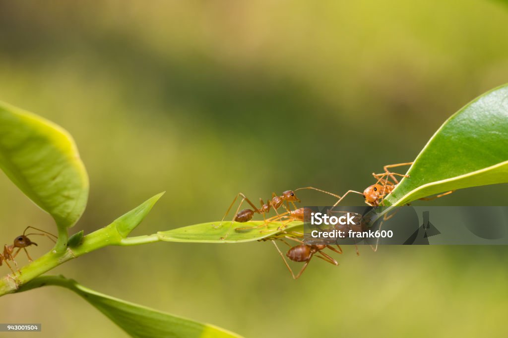 Ameise Aktion Stehen Ameise Brücke Einheit Team Konzeptteams Arbeiten