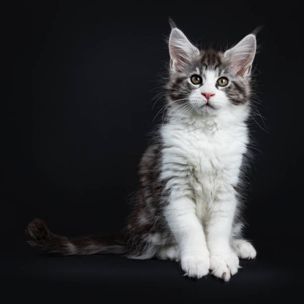 istock Handsome black tabby with white Maine Coon / cat kitten sitting straight up facing camera isolated on black background 943001622