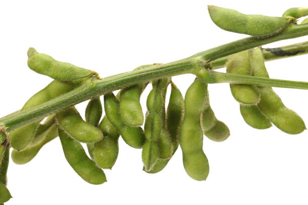 istock Fresh harvested soybean (edamame) on a white background 943004134