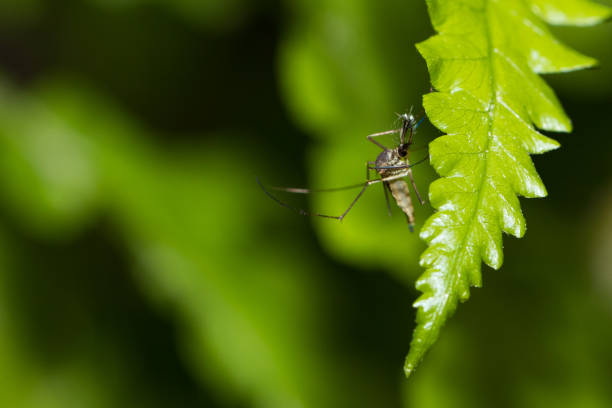 istock Aedes aegypti Mosquito. Close up a Mosquito on leaf, 943004596