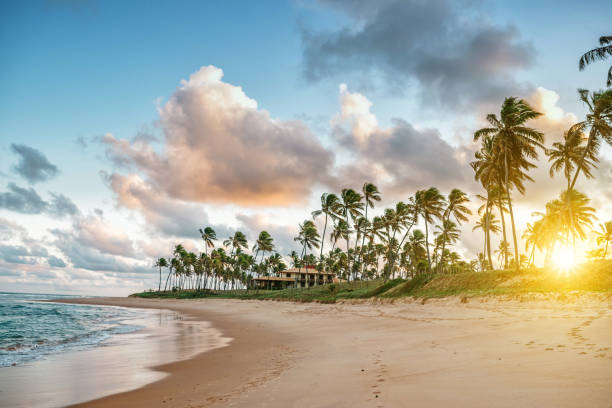 istock tropic beach in Guarajuba, Brazil 943004972