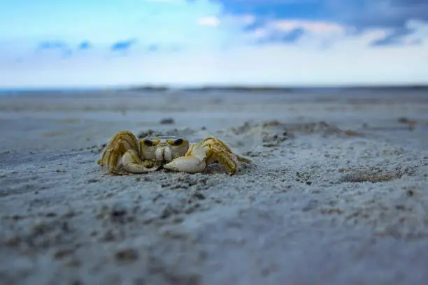 A ghost crab was outside of its burrow along the beach at Sapelo Island, Georgia