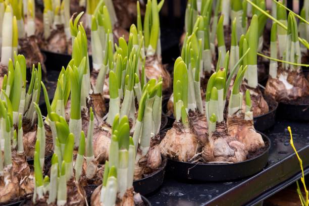 istock bulbs of daffodils with fresh leafes in containers 943009122