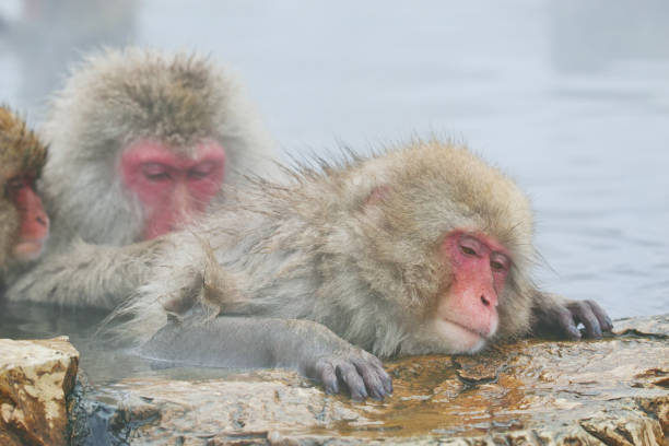 istock Japanese Snow Monkeys in a Hot Spring 943009254